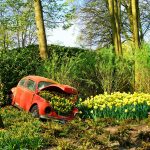 Red Car In Forest