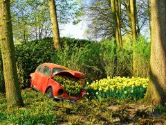 Red Car In Forest