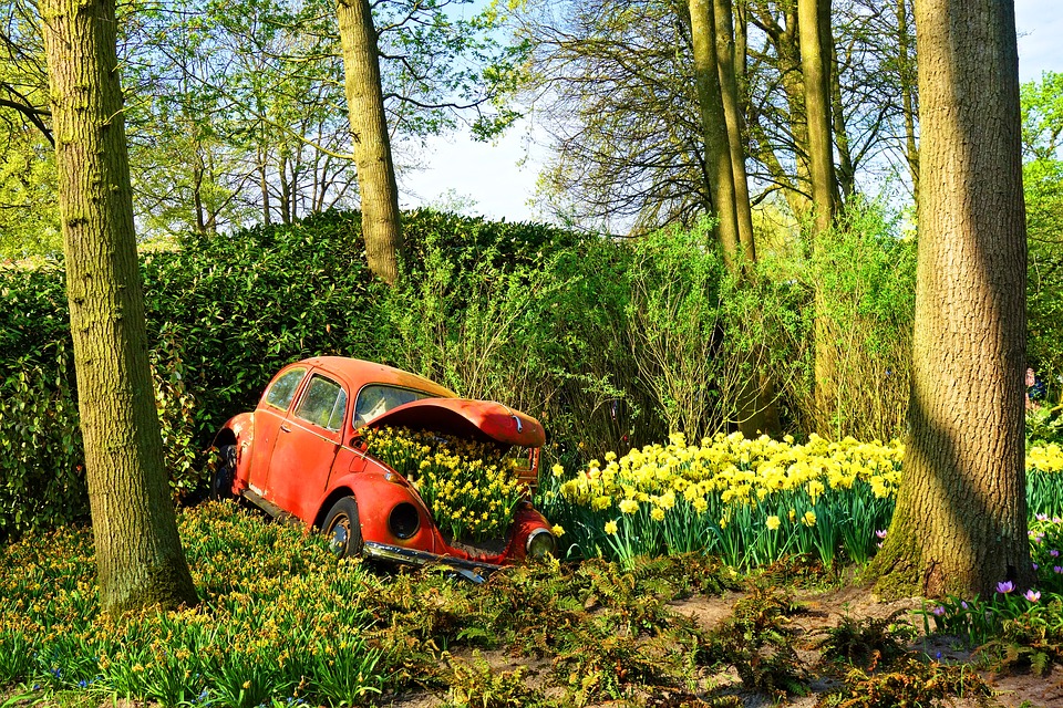 Red Car In Forest